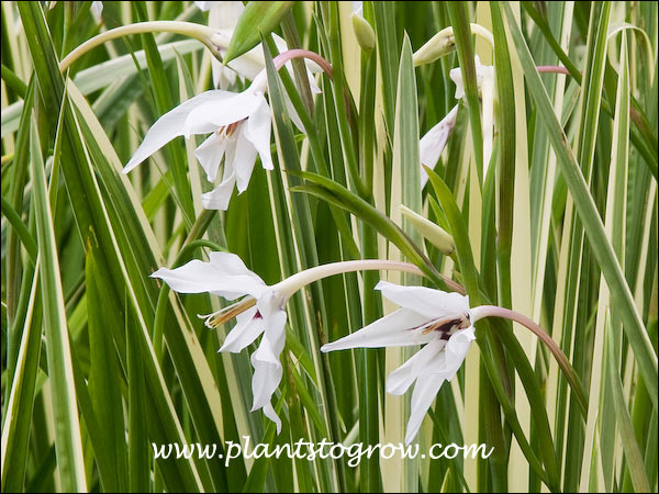 Acidanthera bicolor or common name Abyssinian Gladiolus has  pendant star shaped white flower.
